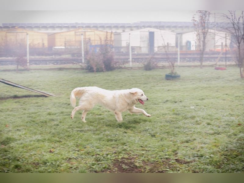 MAROS - das freundliche Kerlchen freut sich auf tolle Abenteuer mit seiner Familie!