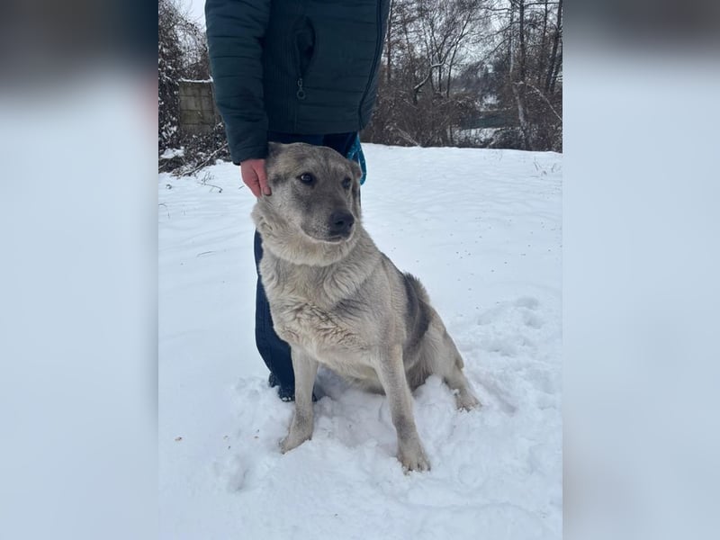 MULAN - wer zeigt der hübschen Maus, wie schön ein Hundeleben sein kann?