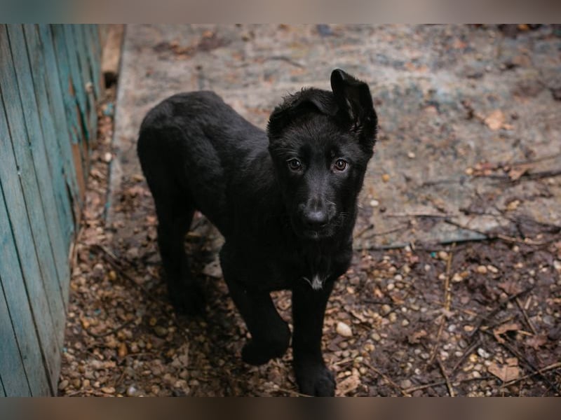 Welpe NERINO - der süße Racker freut sich auf spannende Abenteuer mit seinen Menschen!