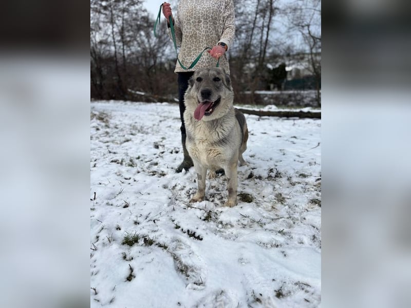 MULAN - wer zeigt der hübschen Maus, wie schön ein Hundeleben sein kann?