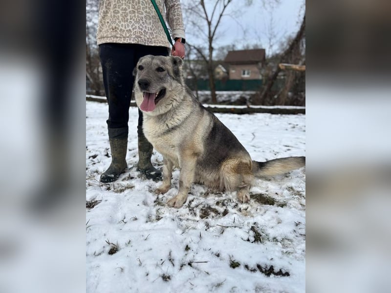 MULAN - wer zeigt der hübschen Maus, wie schön ein Hundeleben sein kann?