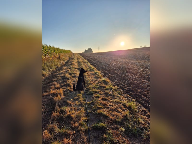 ROCKY - der Süße ist bereits in Deutschland. Zum Kennenlernen können Sie ihn gerne besuchen