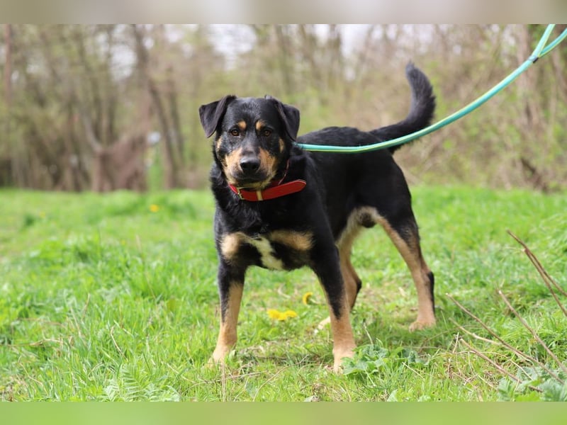 OSKAR - wer zeigt dem verspielten, klugen Rüden, wie schön ein Hundeleben sein kann?