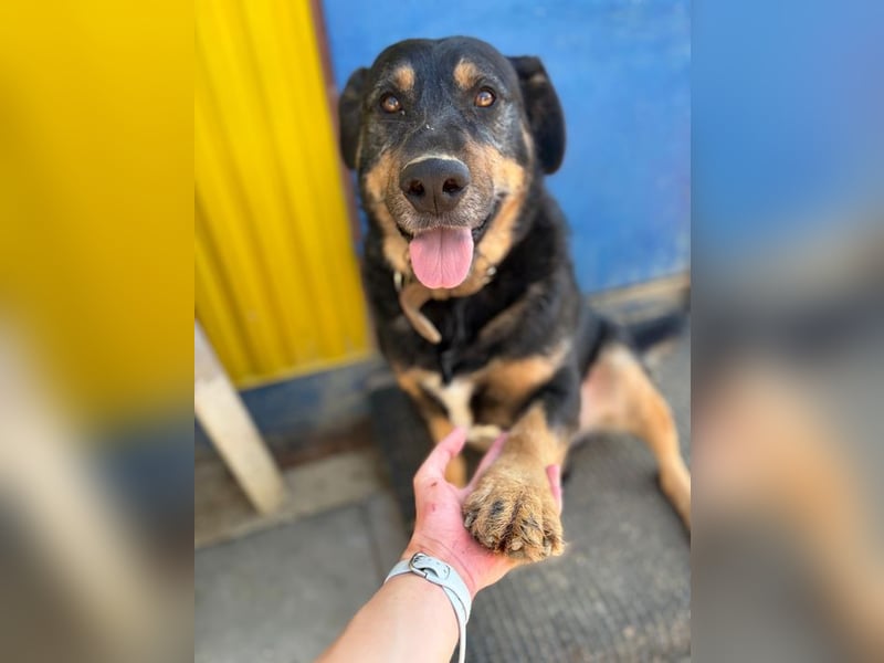 OSKAR - Wer schenkt diesem wunderbaren Hund sein Herz und ein Zuhause für immer?