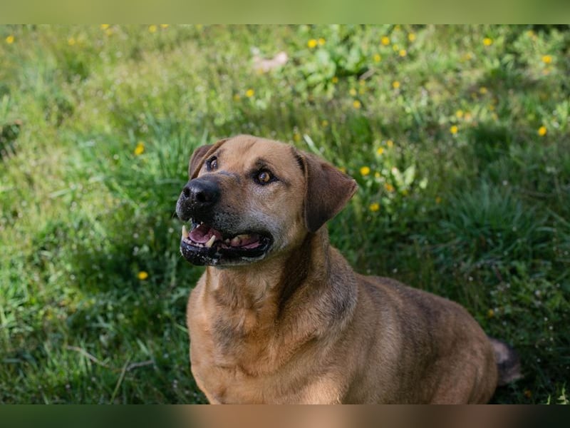 QUINCY - der ruhige + verschmuste große Rüde möchte das Leben zusammen mit seinen Menschen genießen