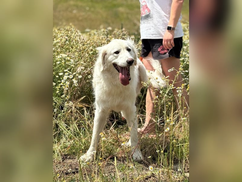 PEPINO - der lebenslustige Rüde träumt von Geborgenheit und Liebe in seinem eigenen Zuhause
