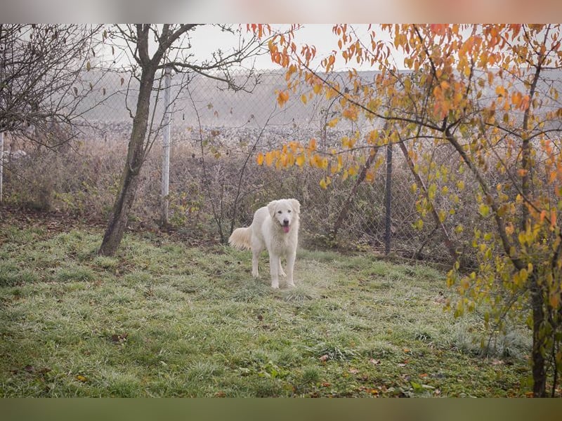 MAROS - das freundliche Kerlchen freut sich auf tolle Abenteuer mit seiner Familie!