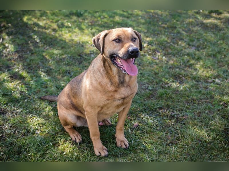 QUINCY - der ruhige + verschmuste große Rüde möchte das Leben zusammen mit seinen Menschen genießen