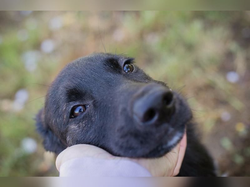 Welpe SAVANNAH - wer möchte mit mir lernen, spielen, kuscheln und mich nie mehr alleine lassen?