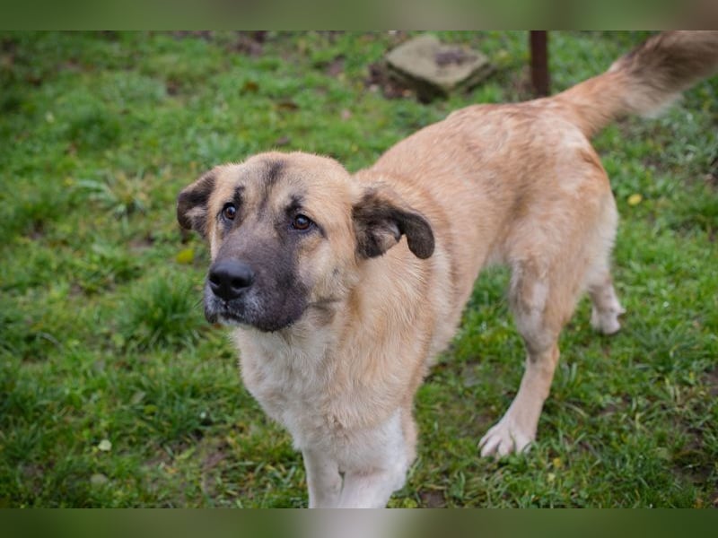 SERINA - die hübsche Maus freut sich auf tolle Abenteuer mit ihren Menschen!