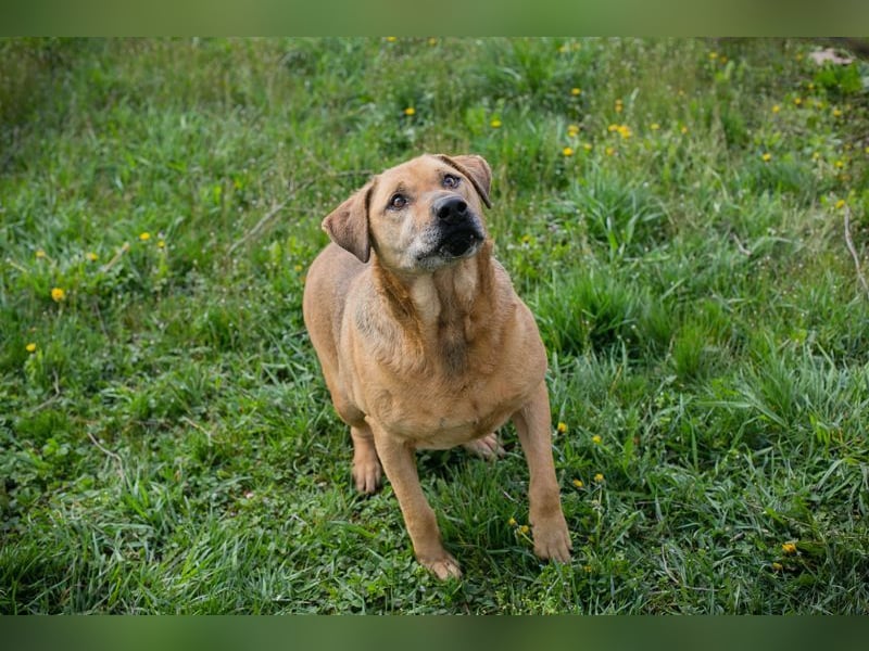 QUINCY - der ruhige + verschmuste große Rüde möchte das Leben zusammen mit seinen Menschen genießen