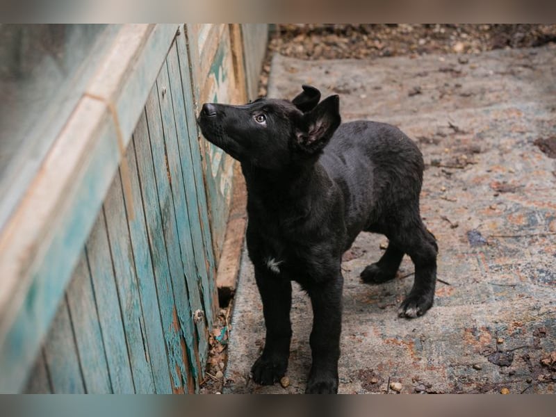 Welpe NERINO - der süße Racker freut sich auf spannende Abenteuer mit seinen Menschen!