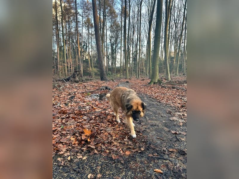 BENJI - der sensible und verschmuste Riese sucht ein hundeerfahrenes neues Zuhause!