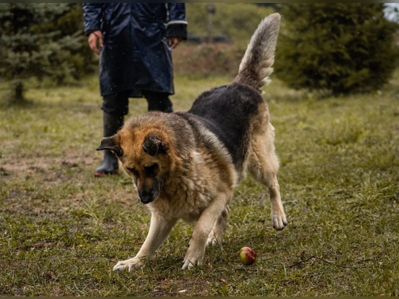 CHIKU - toller, sozialer, gelehriger und ruhiger (also der perfekte!) Kumpel sucht seine Familie