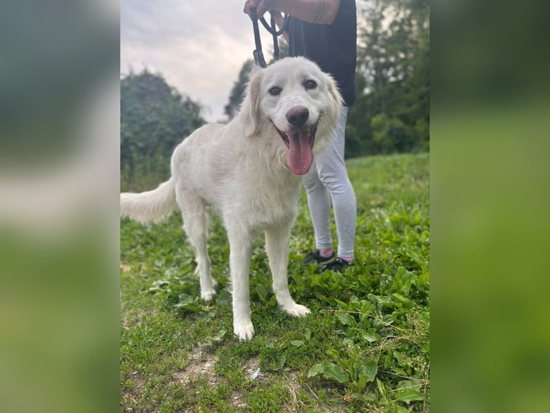 PEPINO - der lebenslustige Rüde träumt von Geborgenheit und Liebe in seinem eigenen Zuhause