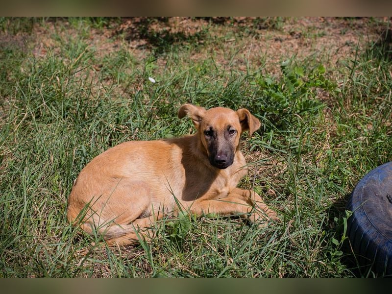 OZZY - wer möchte mit mir spielen, knuddeln und immer für mich da sein?
