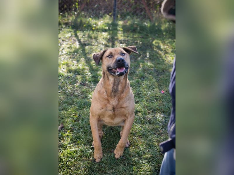 QUINCY - der ruhige + verschmuste große Rüde möchte das Leben zusammen mit seinen Menschen genießen