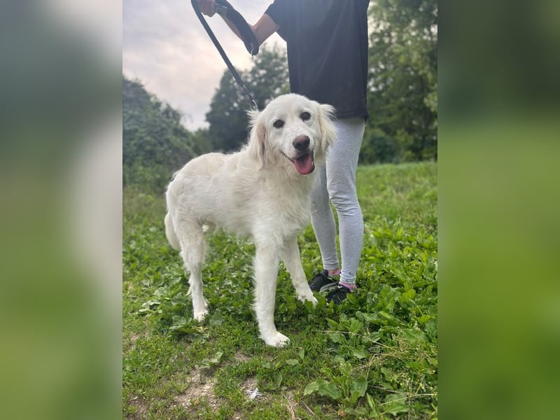 PEPINO - der lebenslustige Rüde träumt von Geborgenheit und Liebe in seinem eigenen Zuhause