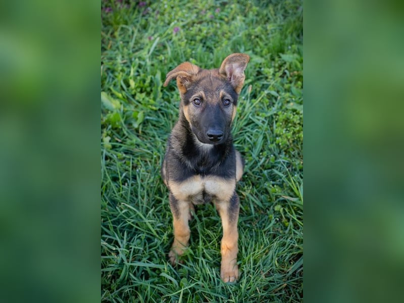 Welpe Chip-Nr. 2376638 - lernen, spielen, kuscheln - wer schenkt mir sein Herz?