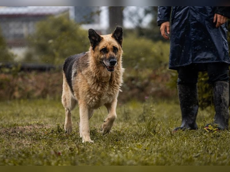 CHIKU - toller, sozialer, gelehriger und ruhiger (also der perfekte!) Kumpel sucht seine Familie