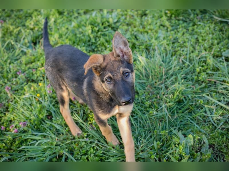 Welpe Chip-Nr. 2376638 - lernen, spielen, kuscheln - wer schenkt mir sein Herz?
