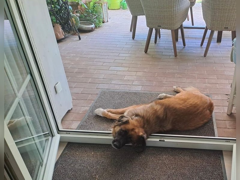 BENJI - der sensible und verschmuste Riese sucht ein hundeerfahrenes neues Zuhause!