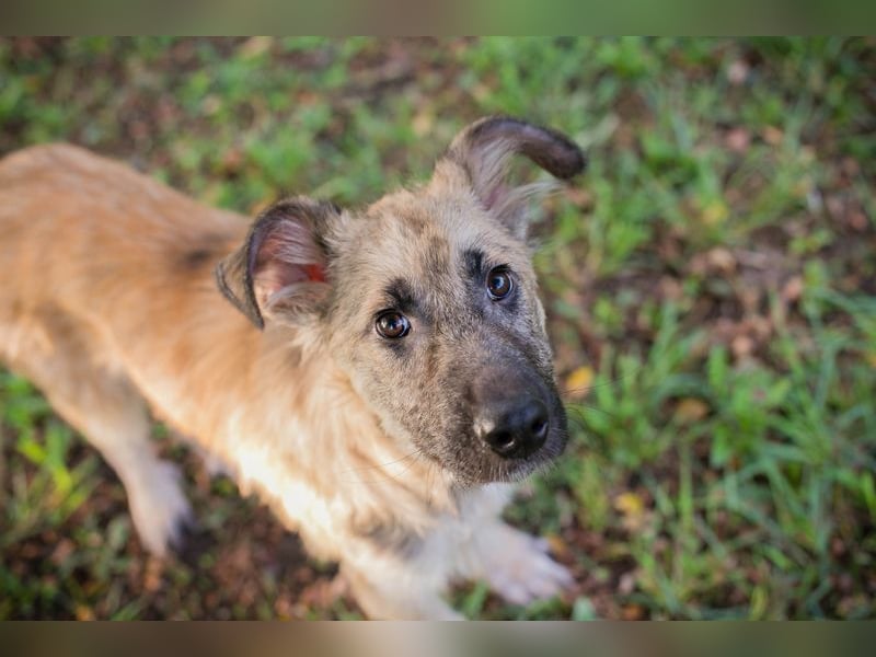 Welpe KALEO - ich suche ein tolles Zuhause in dem ich ein vollwertiges Familienmitglied sein darf