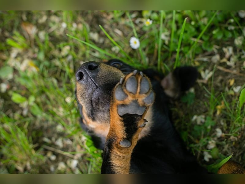 Welpe LESEDI - die aufgeweckte kleine Maus freut sich auf tolle Abenteuer mit ihren Menschen!