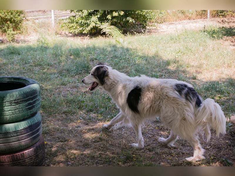 Sophie ist eine Herdenschutzhündin. Hier sollte etwas Erfahrung mit dieser Hunderasse vorhanden sein