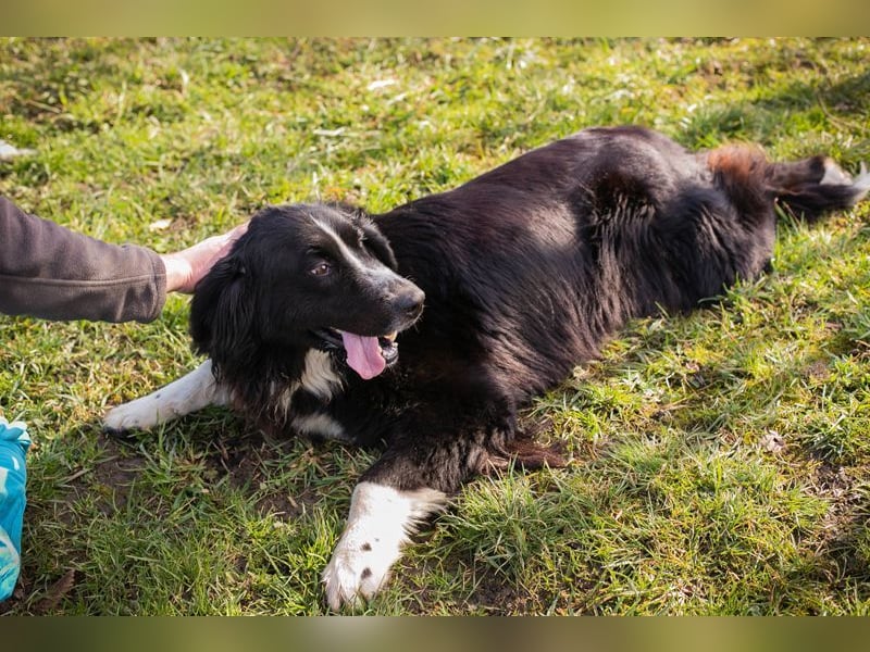 TOMMA - die kräftige und aktive Hündin sucht ein passendes Für-Immer Zuhause!