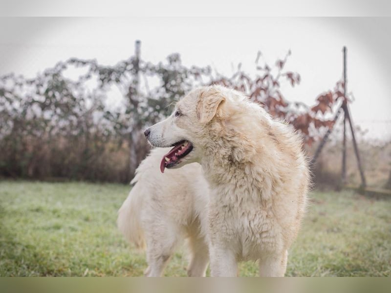 MAROS - das freundliche Kerlchen freut sich auf tolle Abenteuer mit seiner Familie!