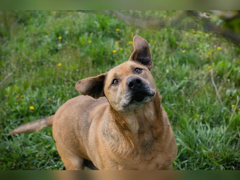 QUINCY - der ruhige + verschmuste große Rüde möchte das Leben zusammen mit seinen Menschen genießen