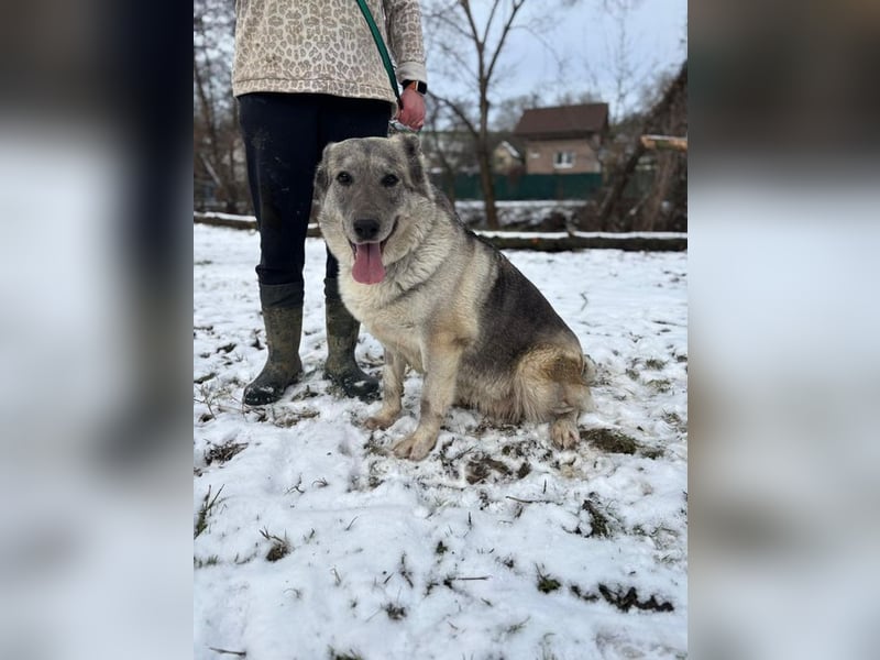 MULAN - wer zeigt der hübschen Maus, wie schön ein Hundeleben sein kann?