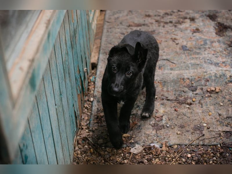 Welpe NERINO - der süße Racker freut sich auf spannende Abenteuer mit seinen Menschen!
