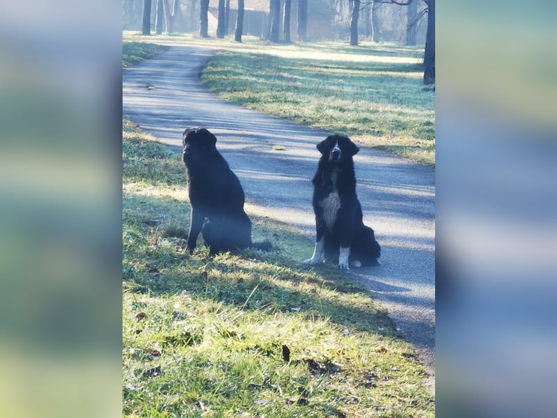 TOMMA - die kräftige und aktive Hündin sucht ein passendes Für-Immer Zuhause!