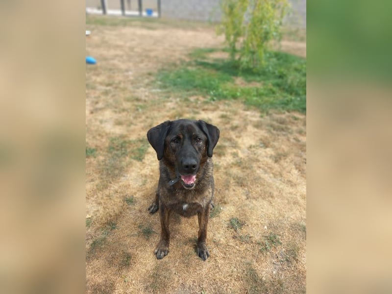 SHELL - Welche starke, erfahrene Hand zeigt mir das Leben?