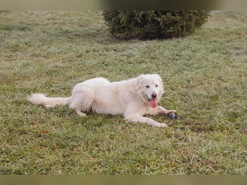 MAROS - das freundliche Kerlchen freut sich auf tolle Abenteuer mit seiner Familie!