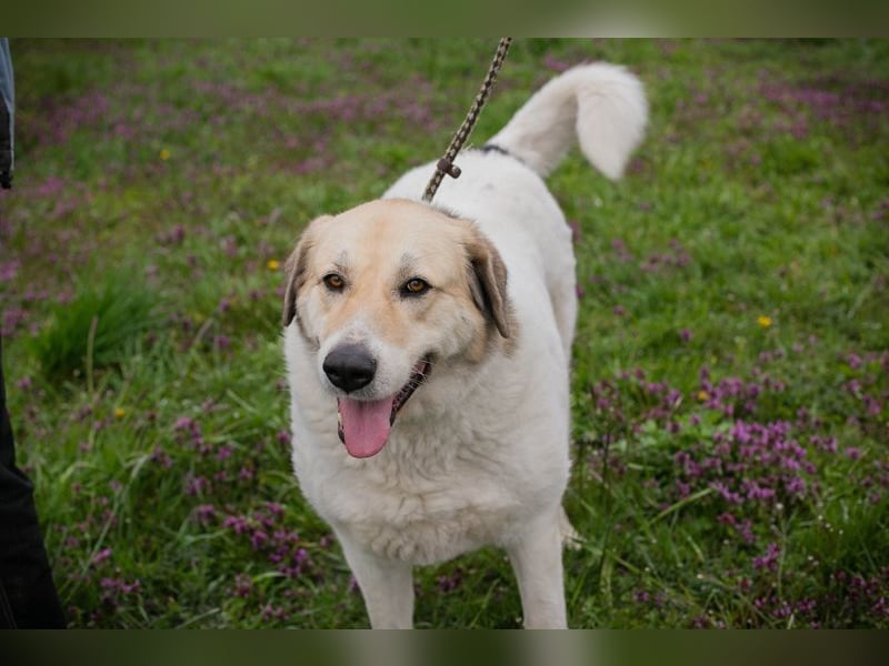 KAMILA - ruhige, nette und besonnene Herdenschutz-Mix-Hündin sucht erfahrene Familie