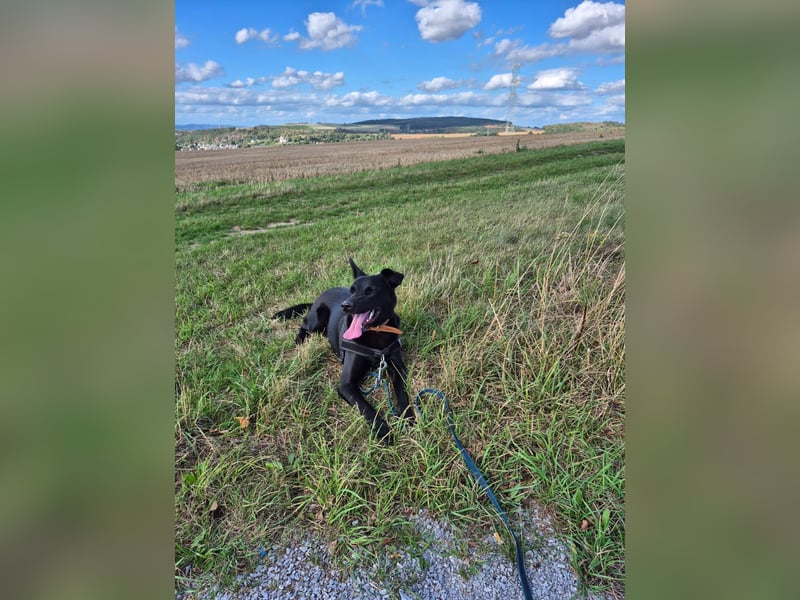 ROCKY - der Süße ist bereits in Deutschland. Zum Kennenlernen können Sie ihn gerne besuchen