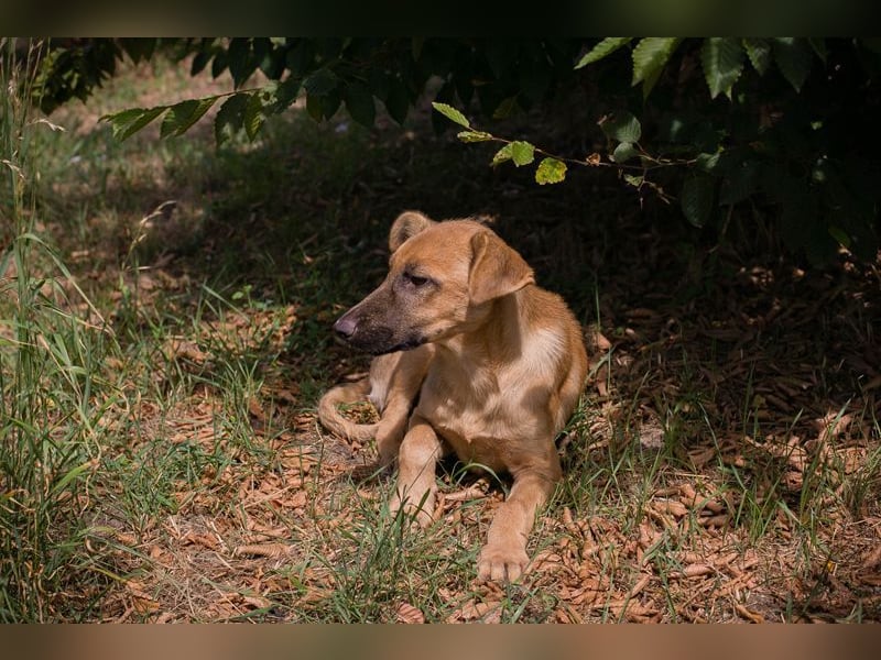 OZZY - wer möchte mit mir spielen, knuddeln und immer für mich da sein?