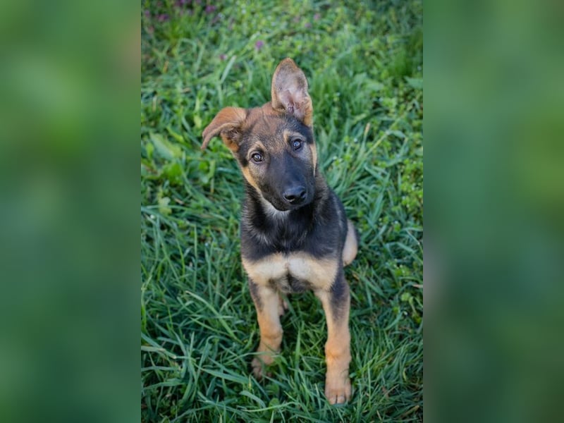 Welpe Chip-Nr. 2376638 - lernen, spielen, kuscheln - wer schenkt mir sein Herz?