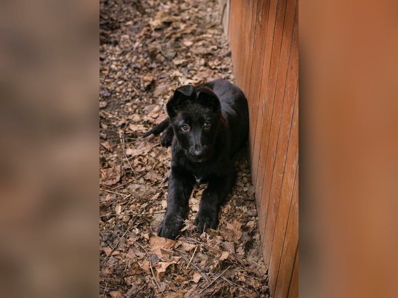 Welpe NERINO - der süße Racker freut sich auf spannende Abenteuer mit seinen Menschen!