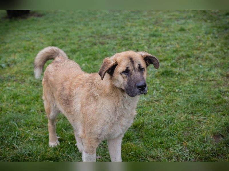 SERINA - die hübsche Maus freut sich auf tolle Abenteuer mit ihren Menschen!