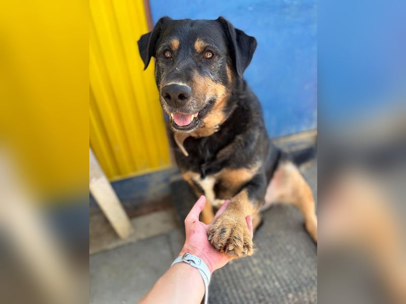 OSKAR - Wer schenkt diesem wunderbaren Hund sein Herz und ein Zuhause für immer?