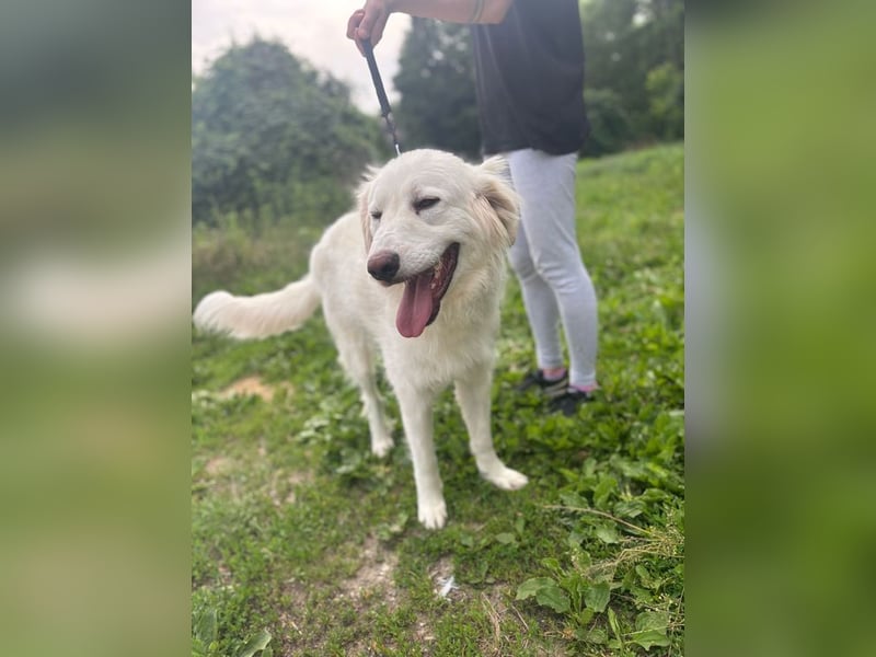 PEPINO - der lebenslustige Rüde träumt von Geborgenheit und Liebe in seinem eigenen Zuhause