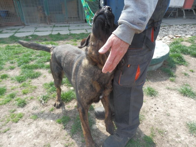 SHELL - Welche starke, erfahrene Hand zeigt mir das Leben?