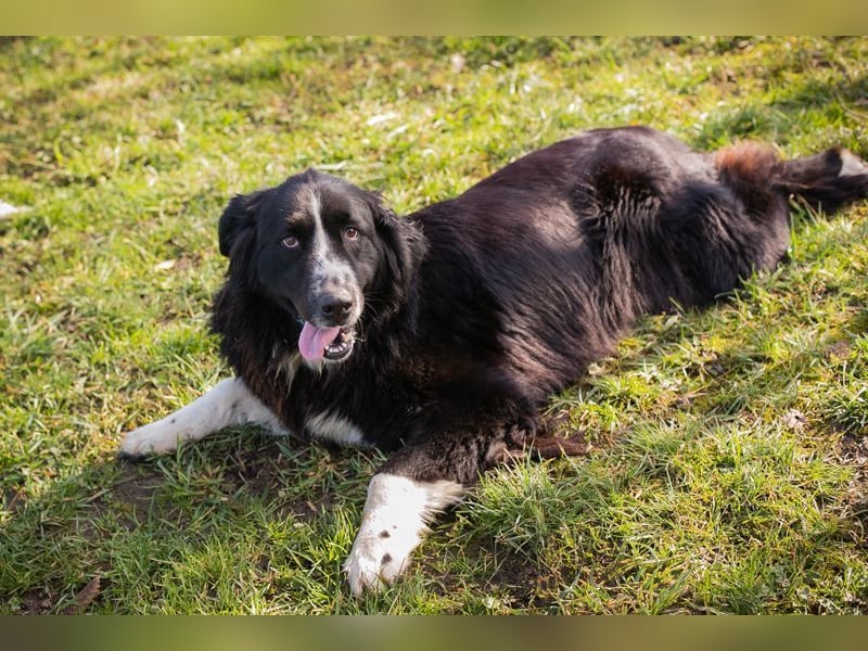 TOMMA - die kräftige und aktive Hündin sucht ein passendes Für-Immer Zuhause!