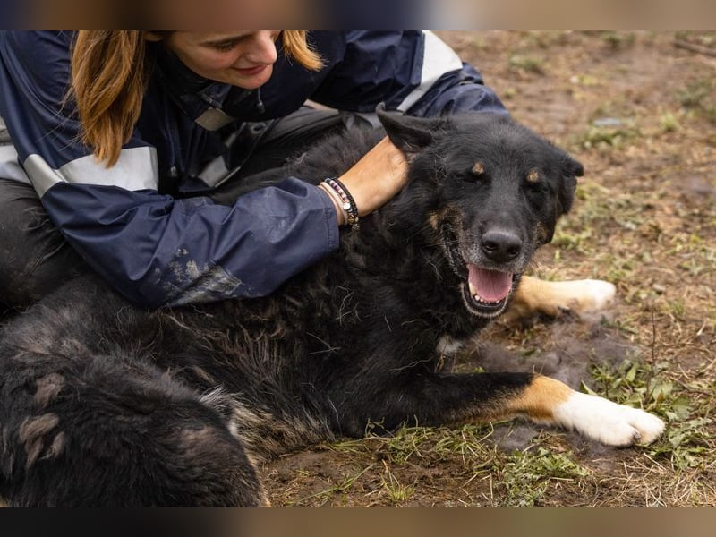 WATSON - fröhlicher, menschenbezogener Rüde sucht aktive, unternehmungslustige Familie