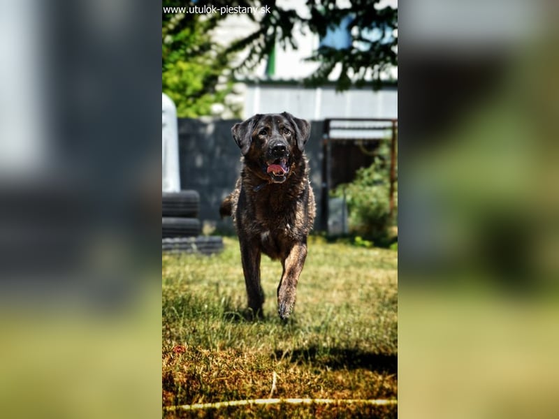 SHELL - Welche starke, erfahrene Hand zeigt mir das Leben?