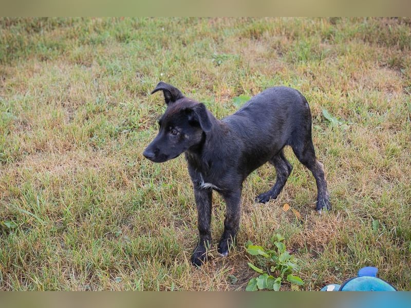 Welpe SAVANNAH - wer möchte mit mir lernen, spielen, kuscheln und mich nie mehr alleine lassen?